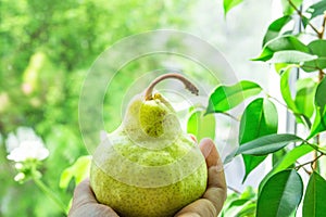 Young Caucasian Woman Holding in Hand Ripe Organic Green Yellowish Pear. Window Green Foliage Nature Background. Room House Plants