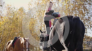 Young Caucasian woman saddling black graceful horse, turning to the camera and smiling. Professional female equestrian