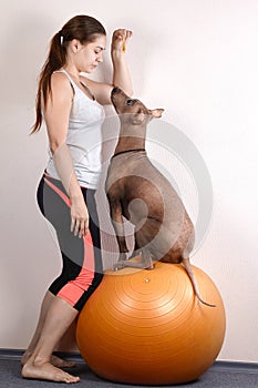 Young caucasian woman in sport wear teach a trick with big hairless dog for delicacy. Dog sits on fit ball.