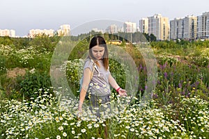 Young caucasian woman walking in a meadow among chamomile flowers in summer