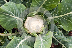 Young cauliflower growing from above