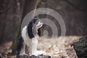 Young Cavalier dog posing in the woods