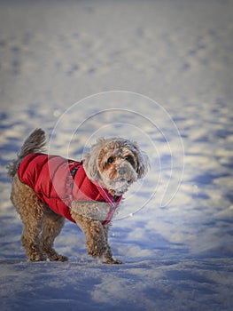 Young Cavapoo dog playing in the snow with a red cover in Ludvika City, Sweden