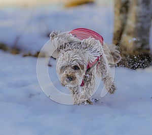 Young Cavapoo dog playing in the snow with a red cover in Ludvika City, Sweden