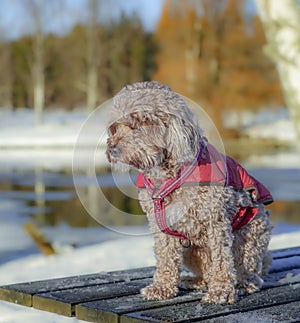 Young Cavapoo dog playing in the snow with a red cover in Ludvika City, Sweden