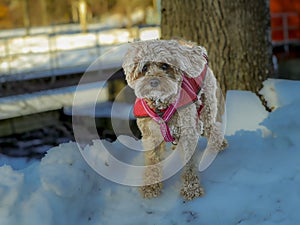 Young Cavapoo dog playing in the snow with a red cover in Ludvika City, Sweden