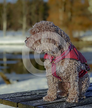 Young Cavapoo dog playing in the snow with a red cover in Ludvika City, Sweden