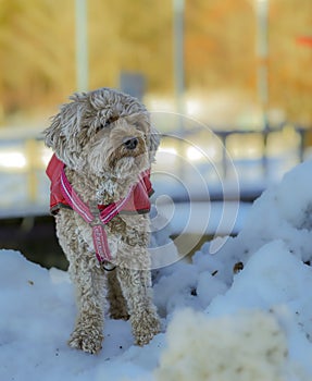 Young Cavapoo dog playing in the snow with a red cover in Ludvika City, Sweden