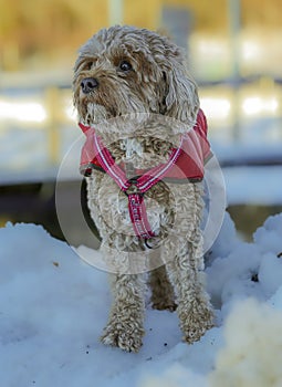 Young Cavapoo dog playing in the snow with a red cover in Ludvika City, Sweden