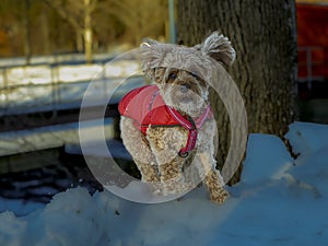 Young Cavapoo dog playing in the snow with a red cover in Ludvika City, Sweden