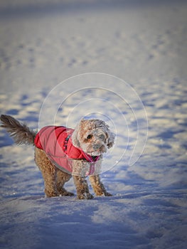 Young Cavapoo dog playing in the snow with a red cover in Ludvika City, Sweden