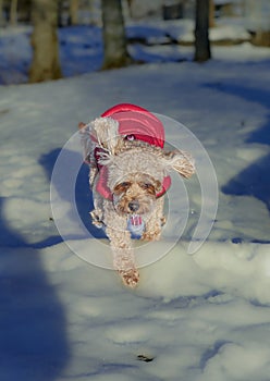 Young Cavapoo dog playing in the snow with a red cover in Ludvika City, Sweden