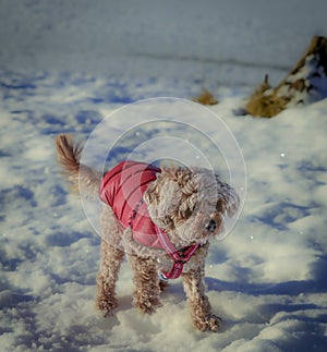 Young Cavapoo dog playing in the snow with a red cover in Ludvika City, Sweden