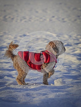 Young Cavapoo dog playing in the snow with a red cover in Ludvika City, Sweden