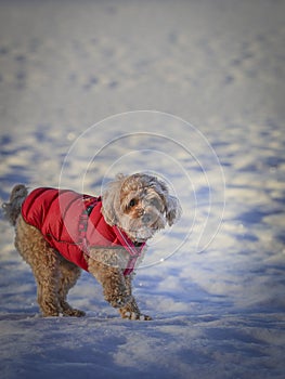 Young Cavapoo dog playing in the snow with a red cover in Ludvika City, Sweden