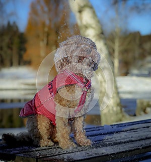 Young Cavapoo dog playing in the snow with a red cover in Ludvika City, Sweden