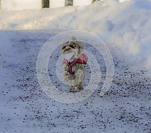 Young Cavapoo dog playing in the snow with a red cover in Ludvika City, Sweden