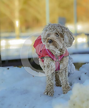 Young Cavapoo dog playing in the snow with a red cover in Ludvika City, Sweden