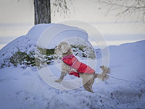 Young Cavapoo dog playing in the snow with a red cover in Ludvika City, Sweden