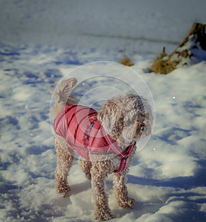 Young Cavapoo dog playing in the snow with a red cover in Ludvika City, Sweden