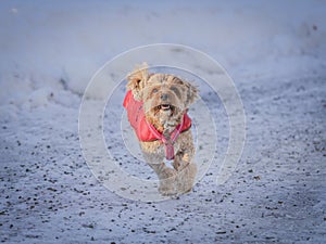 Young Cavapoo dog playing in the snow with a red cover in Ludvika City, Sweden