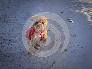 Young Cavapoo dog playing in the snow with a red cover in Ludvika City, Sweden