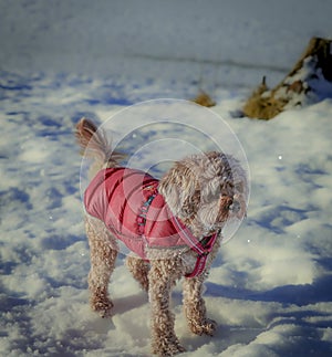 Young Cavapoo dog playing in the snow with a red cover in Ludvika City, Sweden