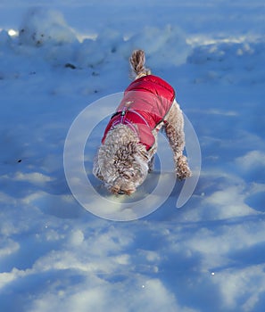 Young Cavapoo dog playing in the snow with a red cover in Ludvika City, Sweden