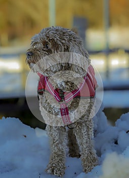 Young Cavapoo dog playing in the snow with a red cover in Ludvika City, Sweden