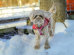 Young Cavapoo dog playing in the snow with a red cover in Ludvika City, Sweden