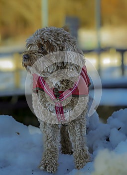 Young Cavapoo dog playing in the snow with a red cover in Ludvika City, Sweden