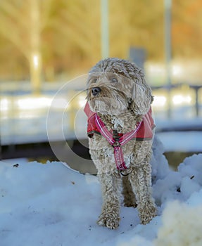 Young Cavapoo dog playing in the snow with a red cover in Ludvika City, Sweden