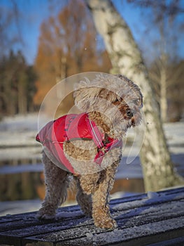 Young Cavapoo dog playing in the snow with a red cover in Ludvika City, Sweden