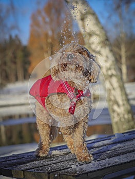 Young Cavapoo dog playing in the snow with a red cover in Ludvika City, Sweden