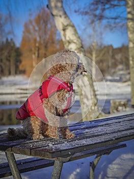 Young Cavapoo dog playing in the snow with a red cover in Ludvika City, Sweden