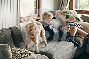 Young Cavoodle toy poodle dog standing on sofa with boy playing video games in background