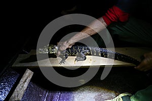 Young cayman in hands. Jungle, Tambopata, Peru