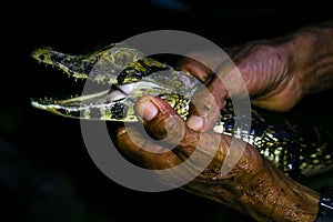 Young cayman in hands. Jungle, Tambopata, Peru