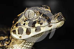 Young cayman head big eyes reptile