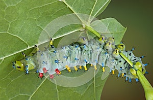 Young cecropia caterpillar