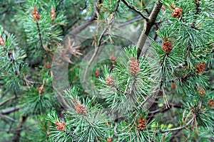 Young cedar cones on the branches. Stage of ripening of cedar cones.