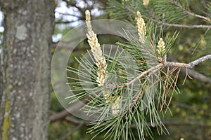 Young cedar pine cones and needles  on the background of cedar wood