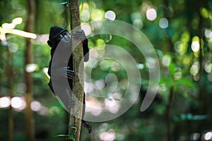 Young Celebes Crested Black Macaque in the forest of Tangkoko National Park, Sulawesi, Indonesia