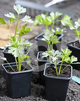 Young Celeriac Plants