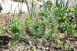 Young celery in vegetable intercropping cultivation.