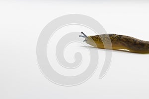 Young cellar slug Limacus flavus isolated on white background