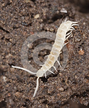 Young centipede