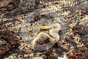 Young centipede on pine wood