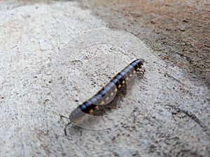 Young Centipede