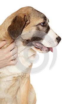 Young Central Asian Shepherd dog headshot portrait